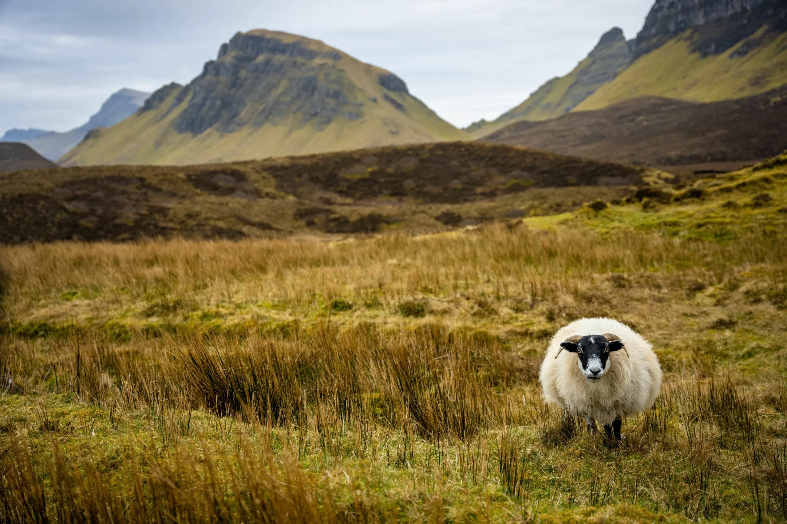 Scotland Sheep in Quiraing